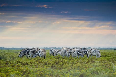 zebras grazing photograph  cristina garcia fine art america