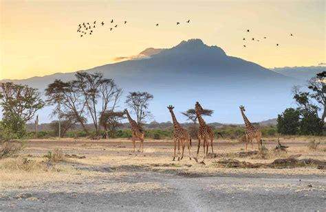 savanna biome climate locations  wildlife