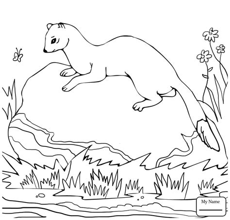 weasel coloring page images