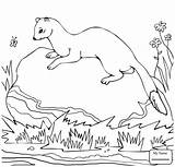 Coloring Ferret Weasel Footed Pages Printable Getdrawings Getcolorings Color Unique Colorings sketch template