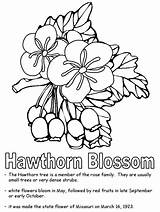 Hawthorn Coloring sketch template