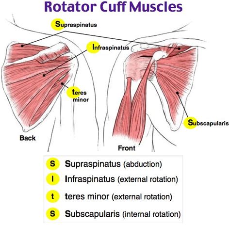rotator cuff muscles rotator cuff shoulder muscle anatomy shoulder