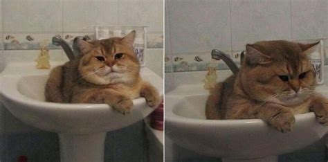 19 pictures of fat cats that will improve your day
