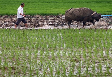 chinese scientists developing strains of rice that grow in saltwater