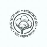 Cotone Disegnati Distintivi Naturale Etichette Puro Organico sketch template