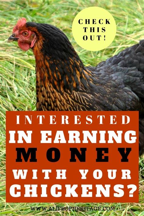 how to sell laying hens and make a profit complete care