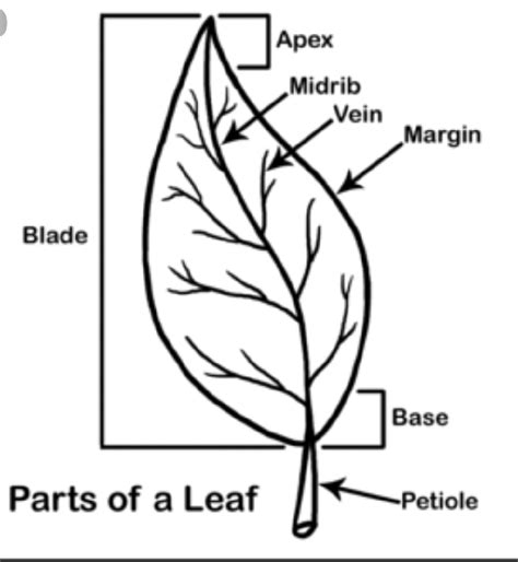 divide  leaf   parts biology  leaf  meritnationcom