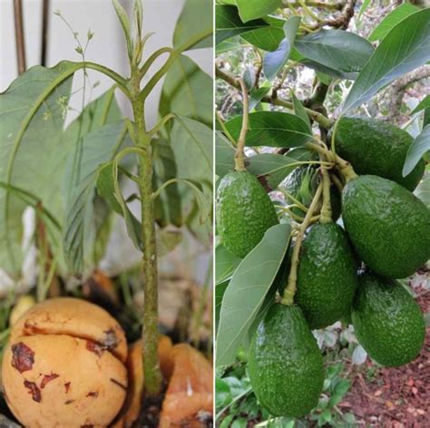Avocado Seed Germination Time Temperature Process Gardening Tips