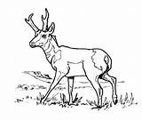 Antelope Antilope sketch template