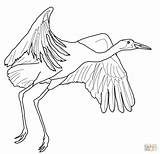 Crane Coloring Whooping Drawing Pages Fly Printable Siberian Color Ichabod Cranes Origami Template Print Getdrawings Getcolorings Drawings Categories sketch template