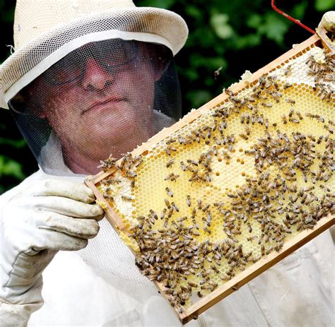imker trend junge leute entdecken das honigmachen welt