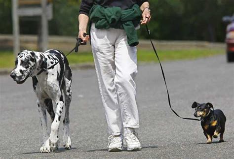 joys  walking  dog