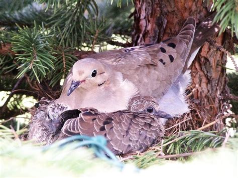 mourning dove nests  fastest nest builders birds  blooms