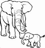 Elephant Coloring Pages Baby Animals Drawing Their Mother African Kids Babies Mom Cute Animal Draw Zoo Elephants Care Printable Color sketch template