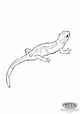 Salamandre Salamander Animaux Getcolorings Coloriages Albumdecoloriages Newt Homecolor sketch template