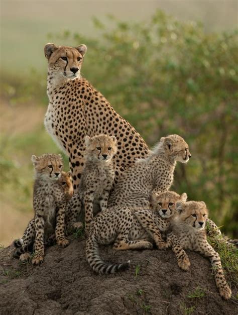 cheetah family amazing world beautiful  animali selvatici