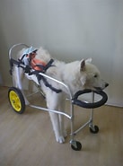 犬 専用 車椅子 奈良 Dog Run 再び 商品 一覧 ペット ペット グッズ 徳島 に対する画像結果.サイズ: 137 x 185。ソース: petland-smile.com