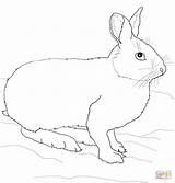 Coloring Hare Snowshoe Pages Rabbit Drawing sketch template