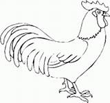 Coloring Rooster Drawings Hen Cock sketch template