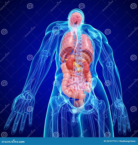 anatomy  human body internal structure stock illustration illustration  organ gall