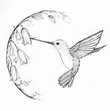 Hummingbird Drawing Line Sketch Simple Getdrawings sketch template