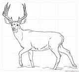 Deer Draw Mule Drawing Step Tutorials Tracing sketch template