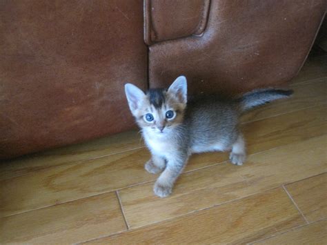 exotic cat chausie and savannah kittens for sale adoption