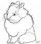 Rabbit Coloring Pages Bunny Realistic Lion Lionhead Drawing Head Line Rabbits Simple Getdrawings Getcolorings Colorings Printable Public sketch template