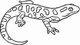 Coloring Salamander Newt Pages Spotted Drawing Yellow Lizard Printable Eastern Kids Colouring Color Drawings Animals Salamanders Template Clipart Salamandra Designlooter sketch template