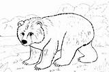 Animals Coloring Winter Pages Drawing Getcolorings Getdrawings sketch template