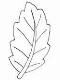 tree leaf coloring pages