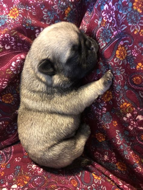 week  pug baby pug dog pet puppy pug puppies  puppies