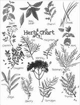 Herbs sketch template