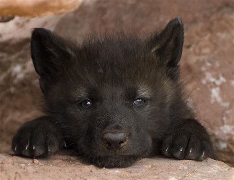floofy  wolf cub rhardcoreaww