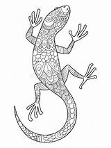 Hagedis Lizard Volwassenen Boek Book Stockillustratie sketch template