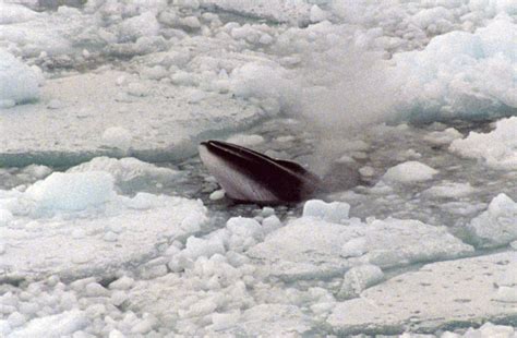 minke whales facts  pictures balaenoptera bonaerensis