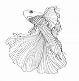 Fish Drawing Coloring Fighting Pages Siamese Sketch Japanese Drawings Behance Draw Betta Beta Google Pencil School Template Ca Tail Tattoo sketch template