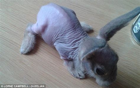 bald dwarf rabbit is born without any fur on his body and has to be