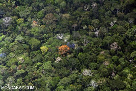 incentivise   primary forests intact conservationbytescom