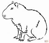 Capybara Coloring Pages Rodent Largest Printable Drawing Silhouettes sketch template