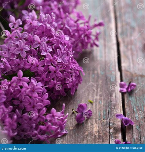 lilac flowers  vintage wooden background stock image image  bunch natural