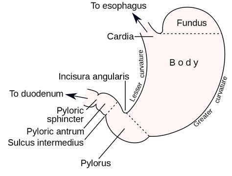 curvatures   stomach wikipedia