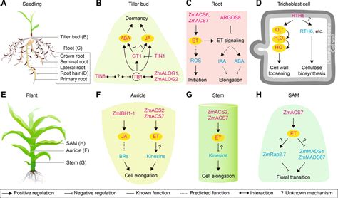 Striking A Growth–defense Balance Stress Regulators That Function In