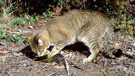 feral cats  australia government   spotlight  plan  kill