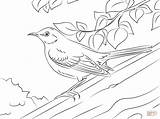 Coloring Mockingbird Northern Pages Mississippi Printable Tree Trunk Color Bird River Nothern Kids Awesome Drawing Birds Version Click Drawings Supercoloring sketch template