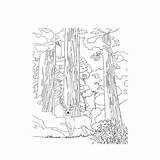 Sequoia Sierra Natuurgebieden Kleurplaat Amerikaanse sketch template