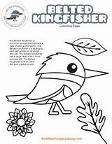 Kingfisher Belted sketch template