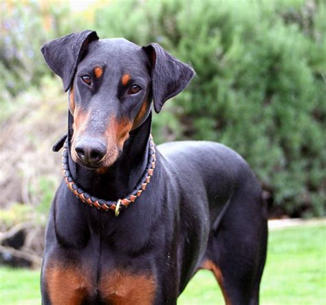 american bulldog  doberman pinscher breed comparison