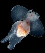 Afbeeldingsresultaten voor "pneumodermopsis Oligocotyla". Grootte: 160 x 185. Bron: www.pinterest.com