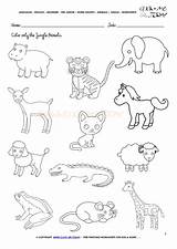 Animals Jungle Worksheets Worksheet Color Preschool Activities Printable Kindergarten Activity Sheet Coloring English Groups Printabletemplates Pages Find Uploaded sketch template